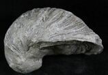 Gryphaea (Devil's Toenail) Fossil Oyster - Jurassic #25981-1